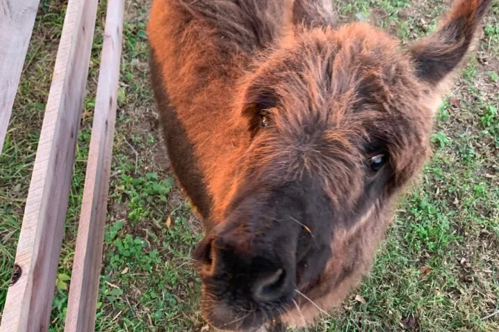 a brown cow standing on top of a grass covered field