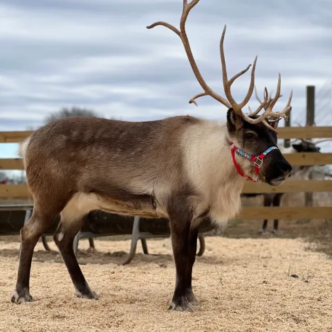 a deer standing in the dirt
