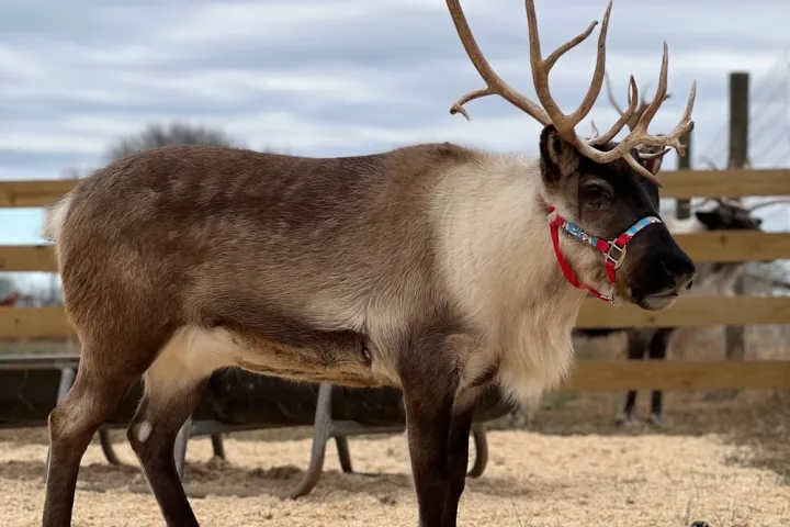 a deer standing in the dirt