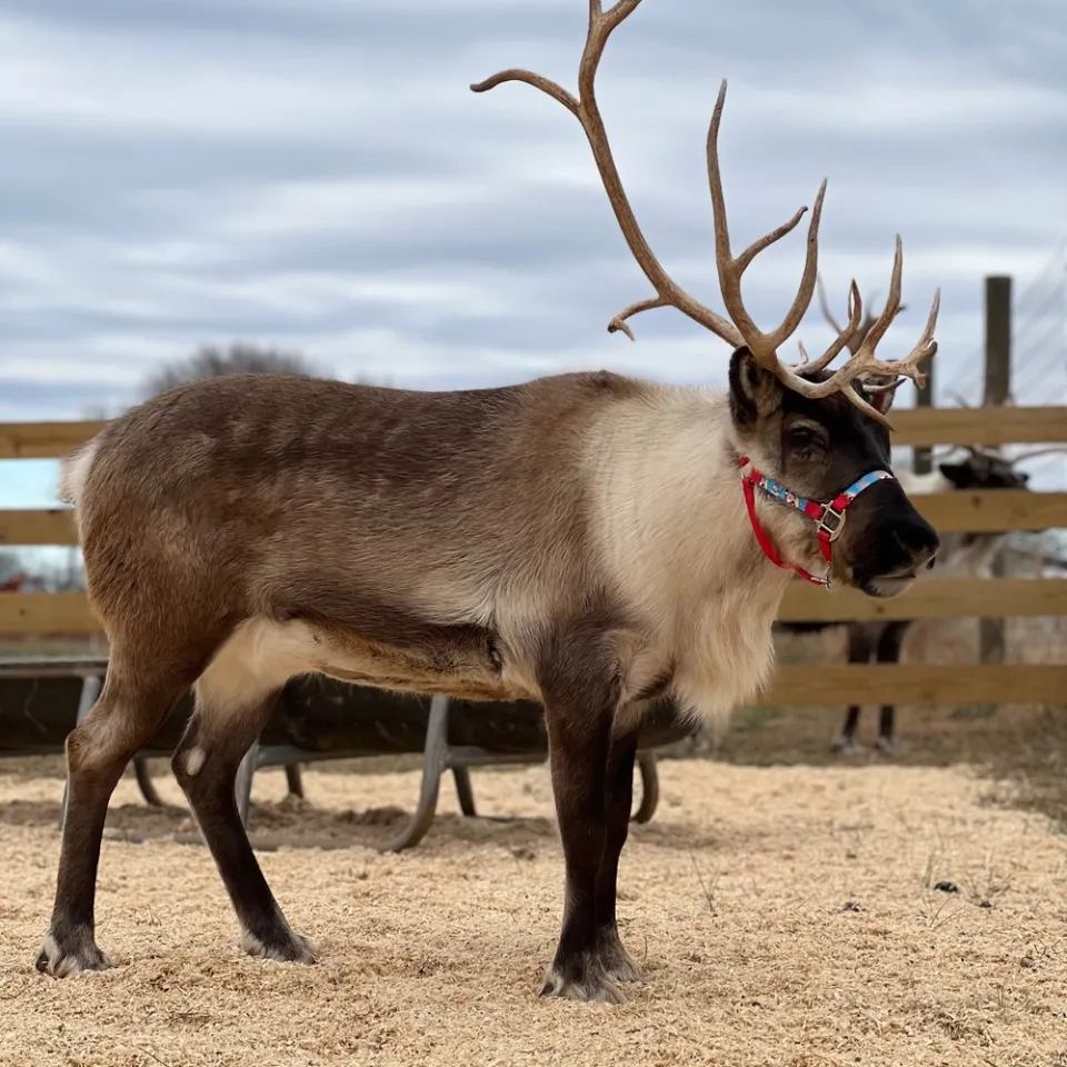 a deer standing in the dirt