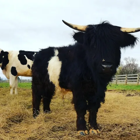 a herd of cattle standing on top of a dry grass field