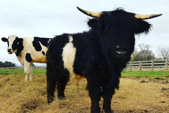 a herd of cattle standing on top of a dry grass field