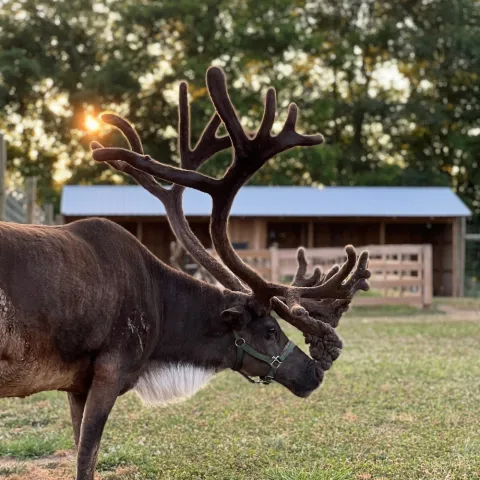 a deer standing next to a cow