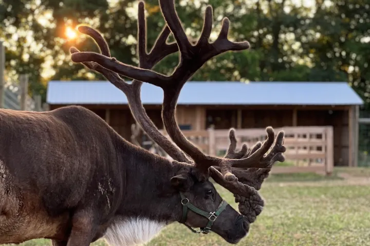 a deer standing next to a cow