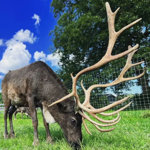 a deer eating grass in a field