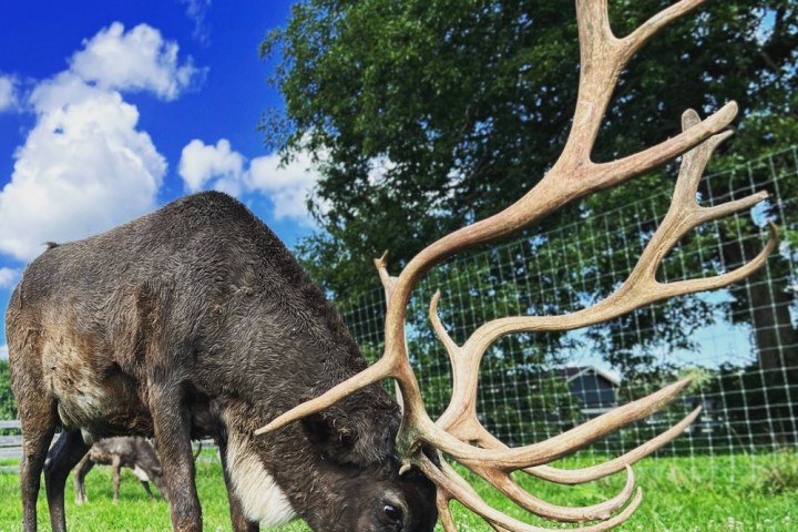 a deer eating grass in a field