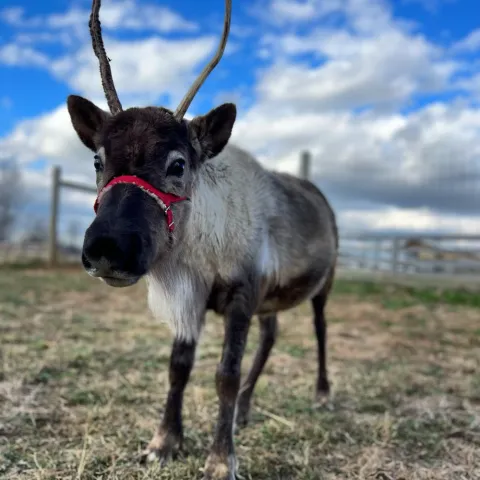 a dog standing on top of a grass covered field