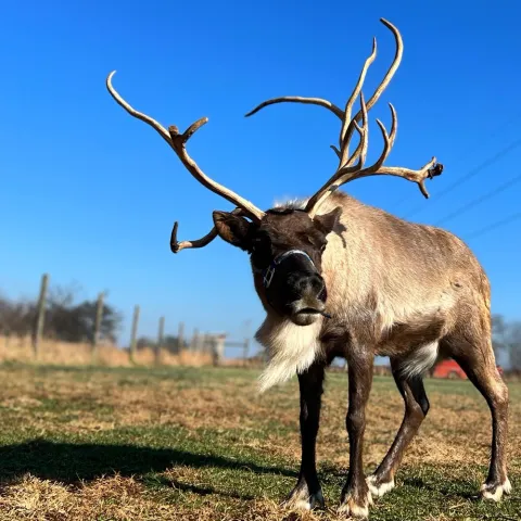a deer standing in the grass