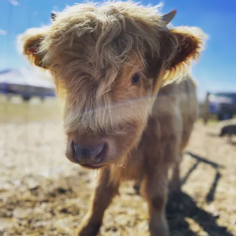 a brown cow standing on top of a sandy beach
