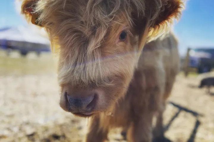 a brown cow standing on top of a sandy beach