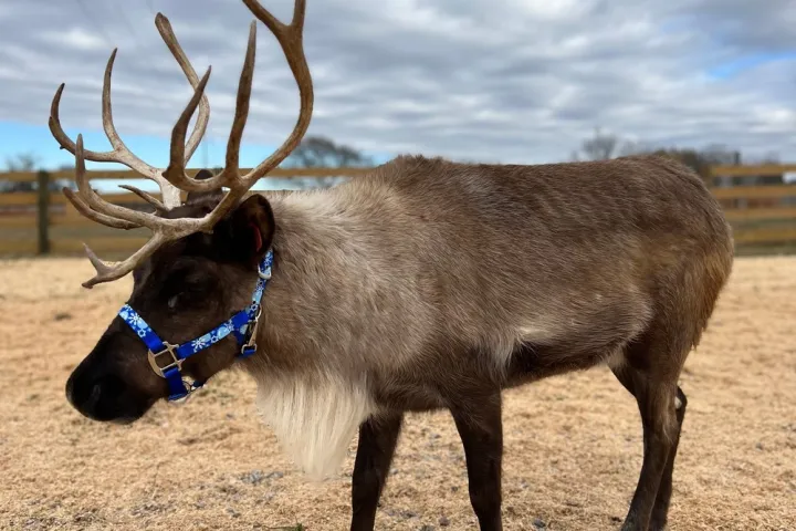 a deer standing in the grass