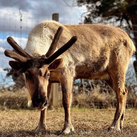 a brown cow standing on top of a dry grass field