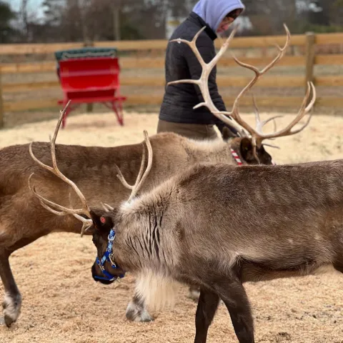 a person riding a horse