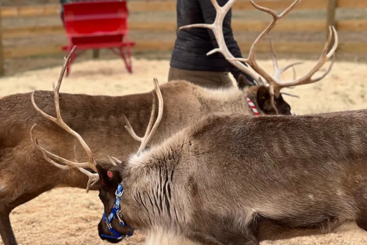 a person riding a horse
