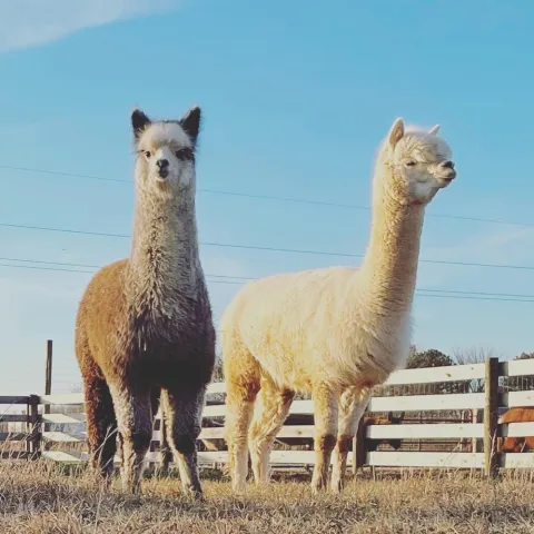 a group of sheep standing on top of a llama