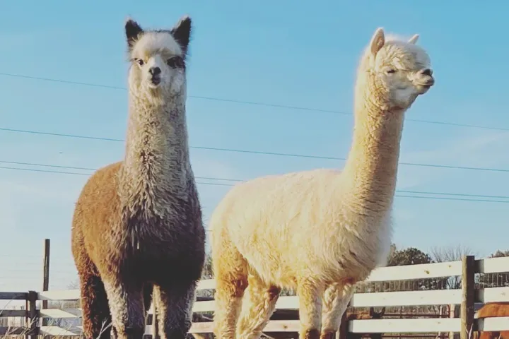 a group of sheep standing on top of a llama