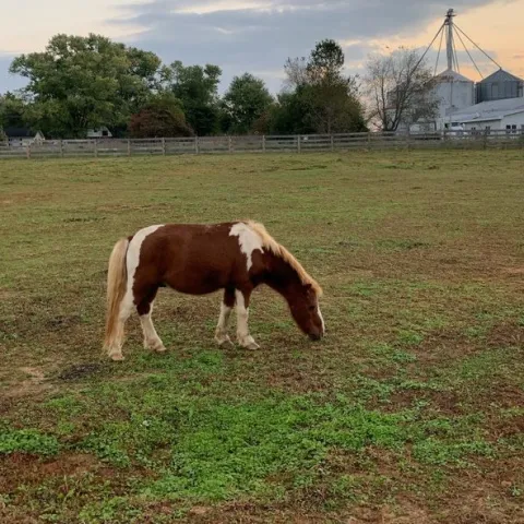 a large brown cow standing on top of a grass covered field