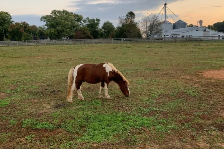 a large brown cow standing on top of a grass covered field