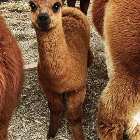 a group of sheep standing on top of a llama