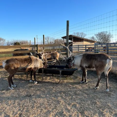 a herd of cattle standing on top of a dirt field