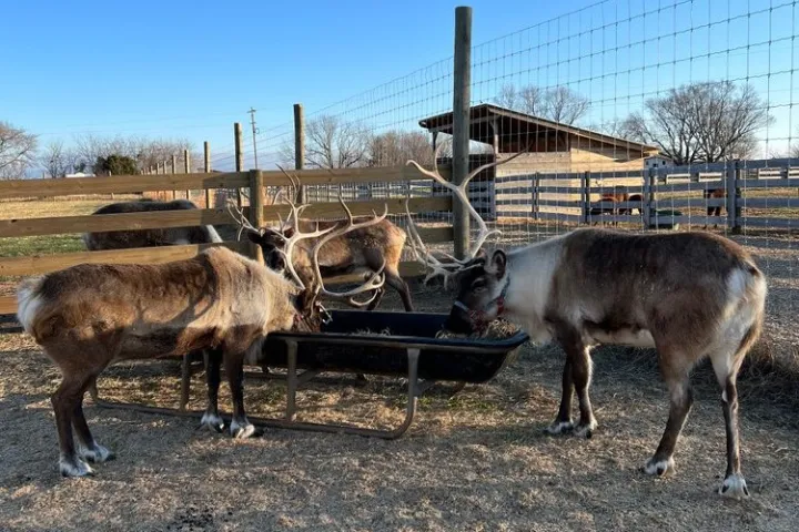 a herd of cattle standing on top of a dirt field