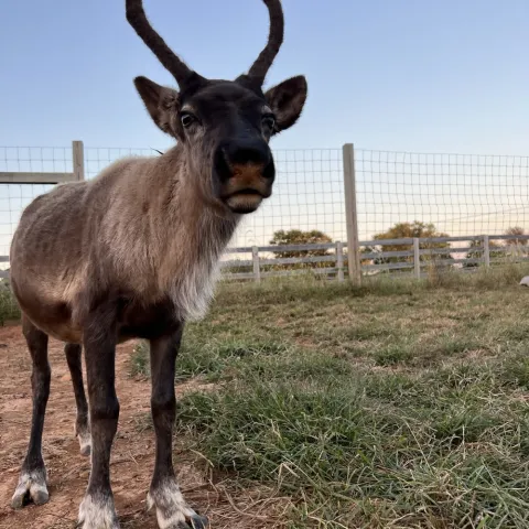 a cow standing on top of a dry grass field