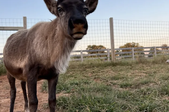 a cow standing on top of a dry grass field
