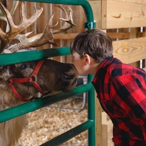 a person petting a dog in a cage