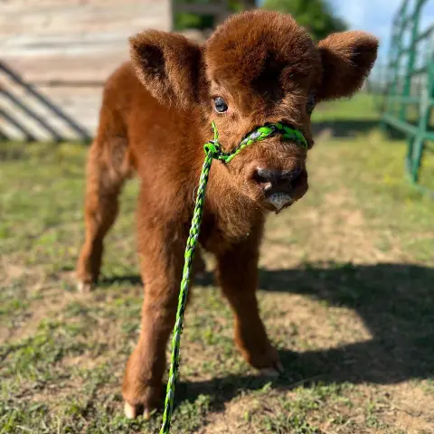 a small brown dog standing on grass