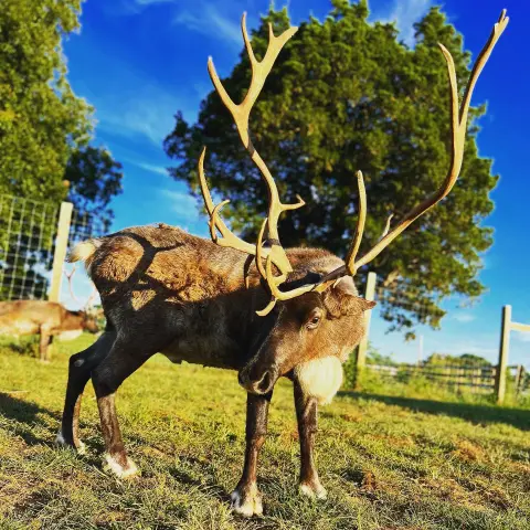 a deer standing in the grass