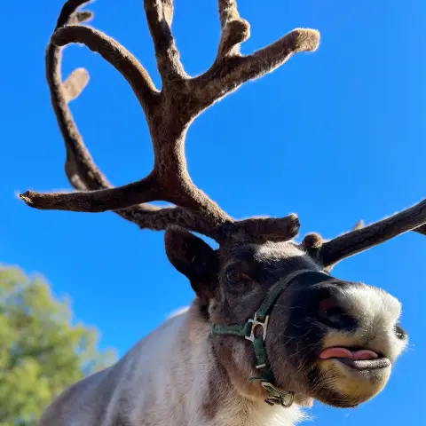 a close up of an animal