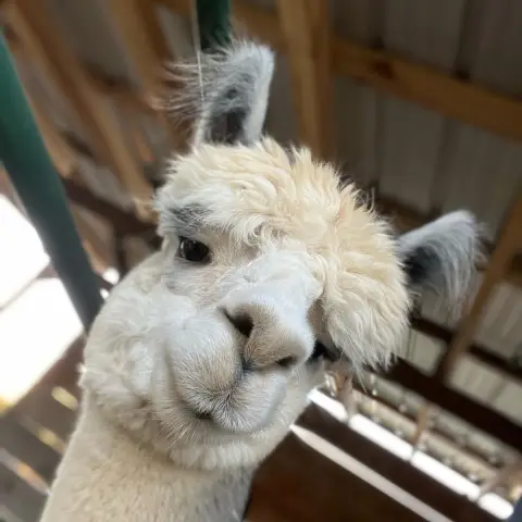 a close up of a llama