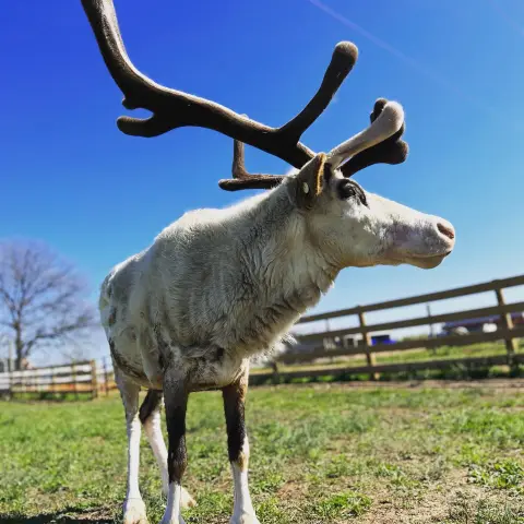 a herd of sheep standing on top of a grass covered field