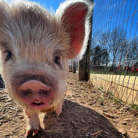 a close up of an animal