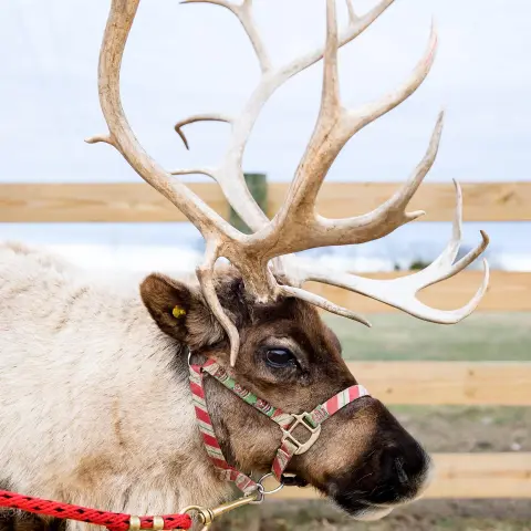 a deer standing next to a dog