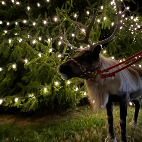 a dog that is standing in the grass