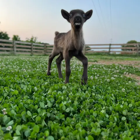 an animal standing on a lush green field