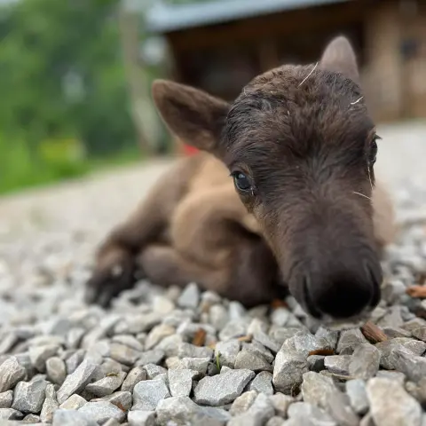 a close up of a dog on a rock