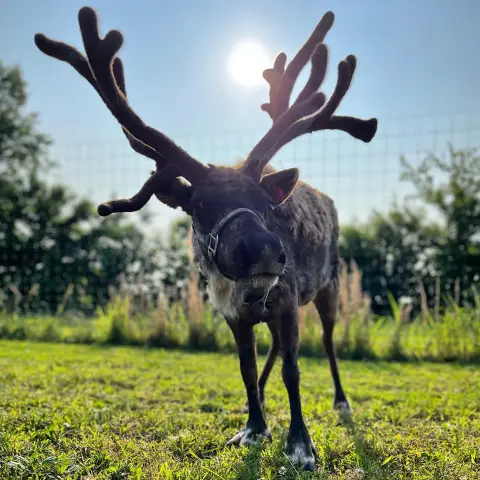 a deer standing on a lush green field