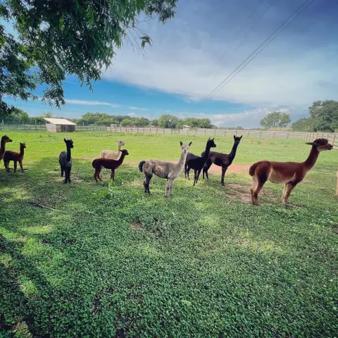 a herd of cattle walking across a lush green field