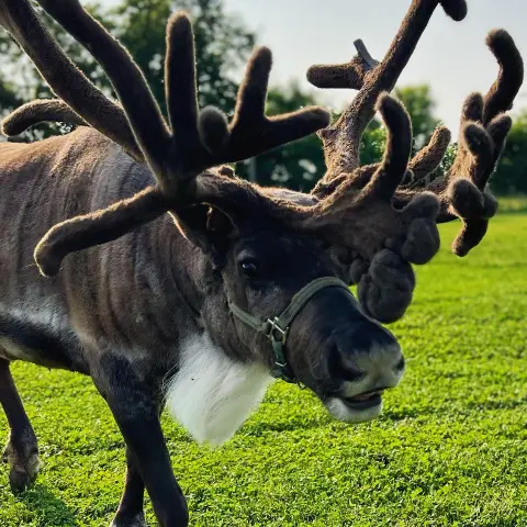 a cow standing on top of a grass covered field