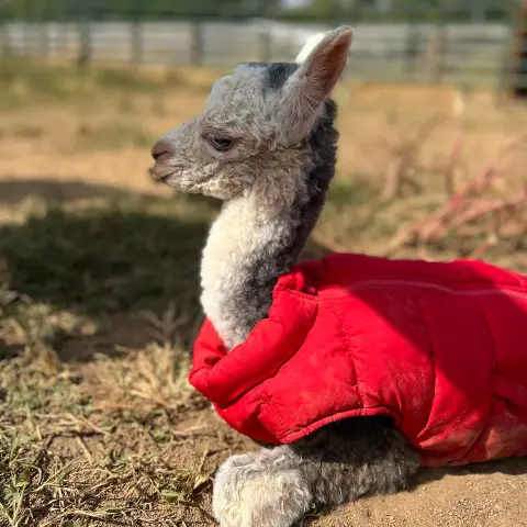 a teddy bear sitting on top of a grass covered field