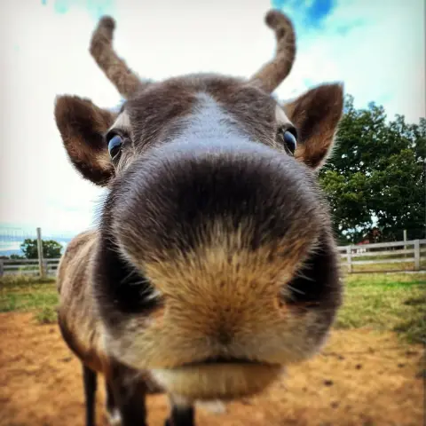 a close up of an animal