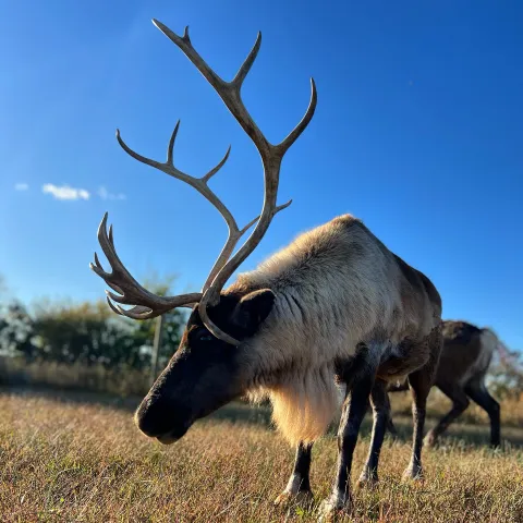 a deer standing in a field