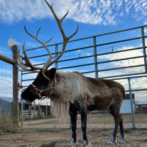 a cow standing on top of a metal fence