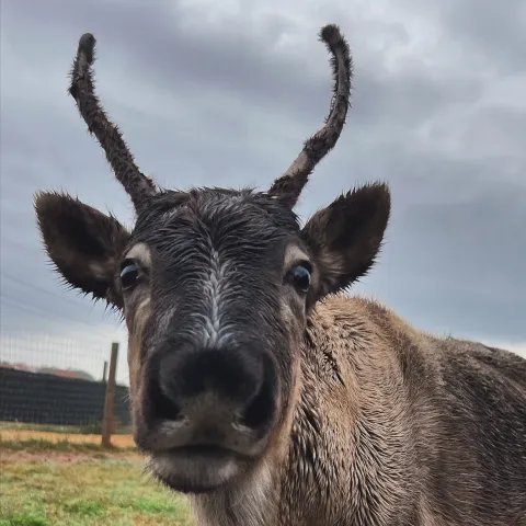 a close up of a cow looking at the camera