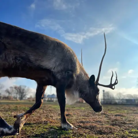 a cow standing on top of a dry grass field