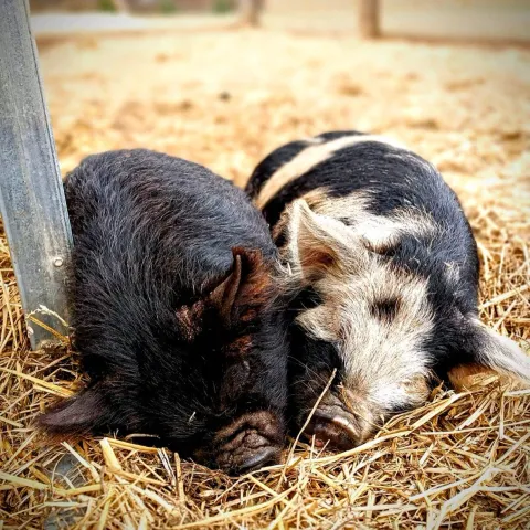 a cat lying on top of a pile of hay