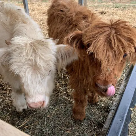 a dog lying on a pile of hay
