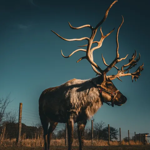 a deer standing next to a tree